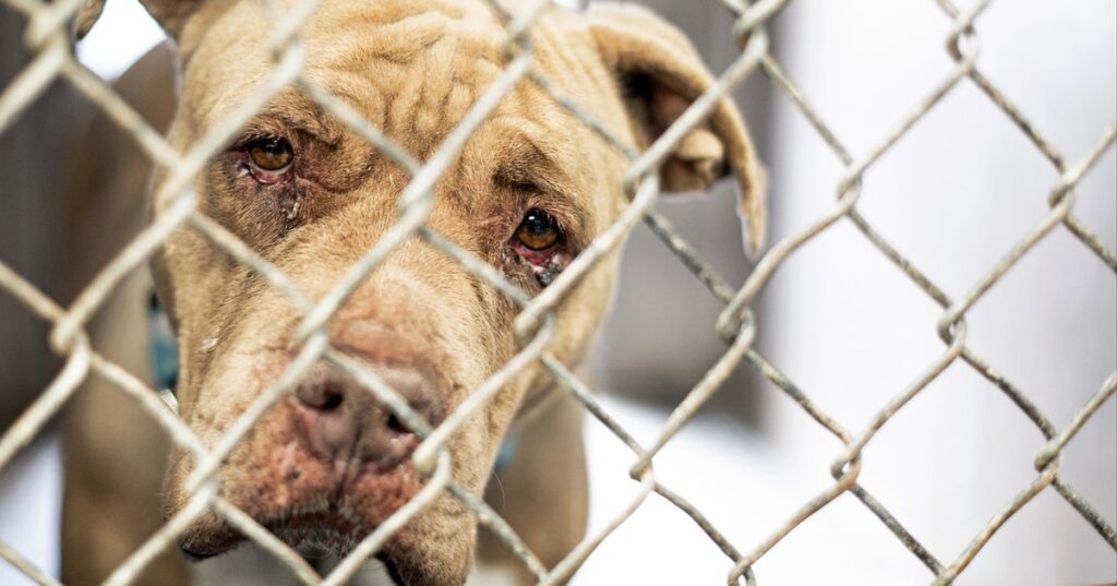 &ldquo;Im Tierschutz klafft eine gro&szlig;e L&uuml;cke&rdquo;